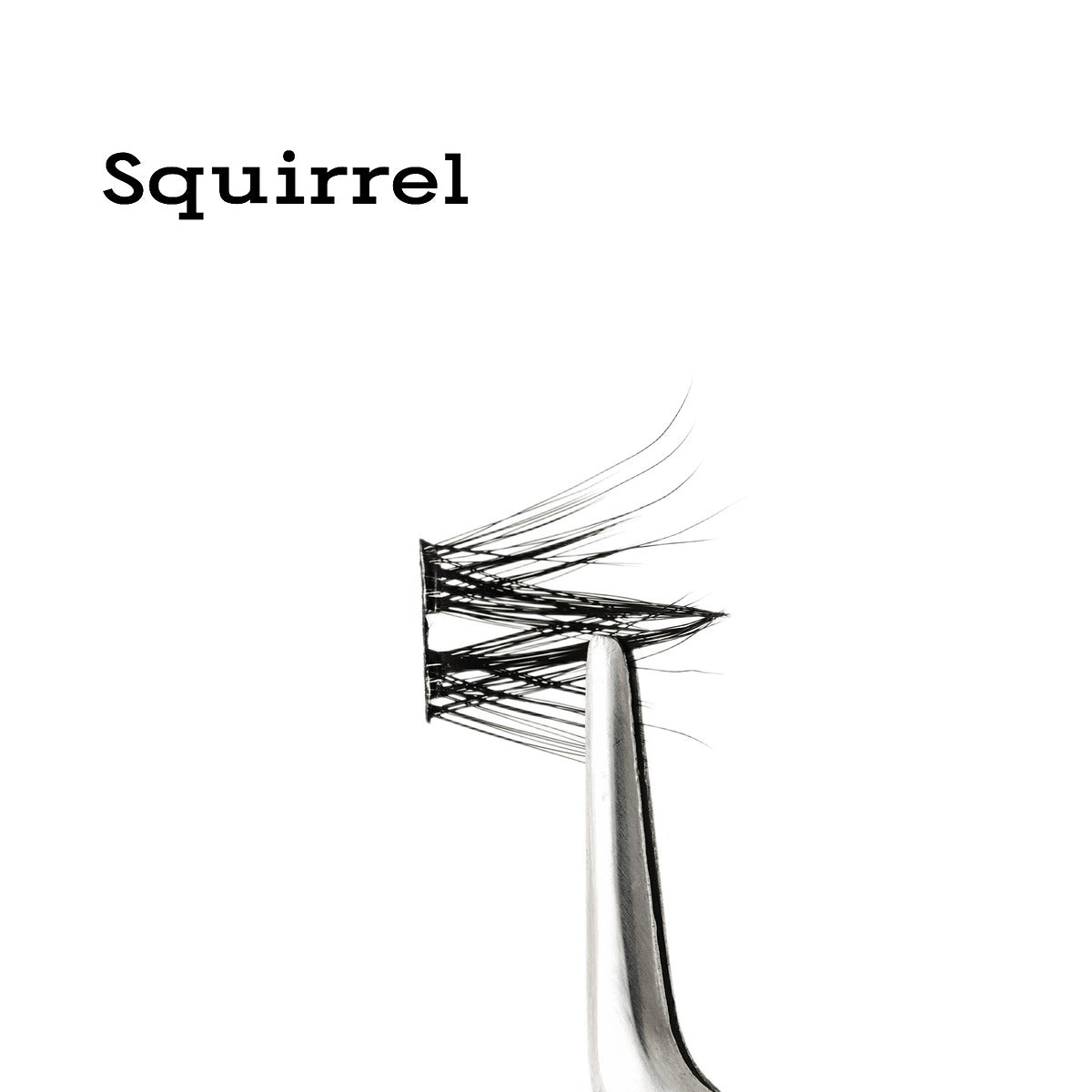the squirrel